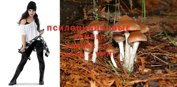 ГАЛЛЮЦИНОГЕННЫЕ ГРИБЫ Кукмор